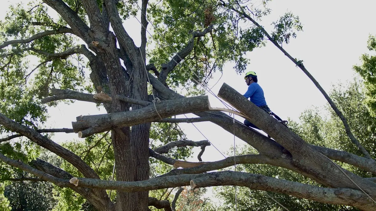 Professional Crown Thinning performed by certified arborists in Hanover